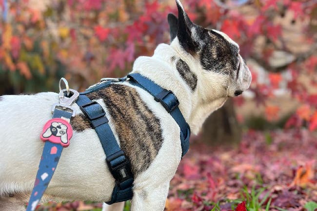 Descuentos en POROTOS con Club LA NACION