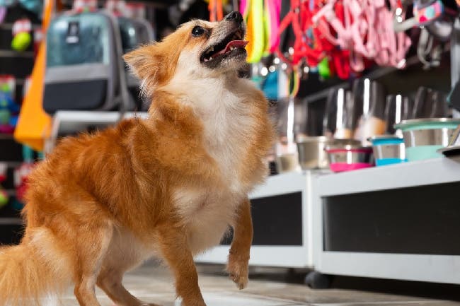 Descuentos en ARAUCAN CLÍNICA VETERINARIA con Club LA NACION